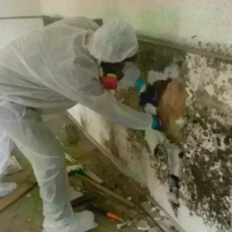 Mold Remediation and Removal in Sharon, MA